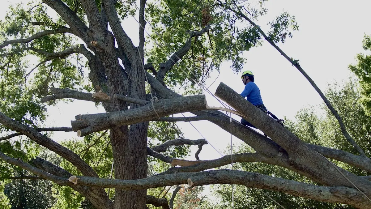 Professional Crown Thinning performed by certified arborists in Tillamook